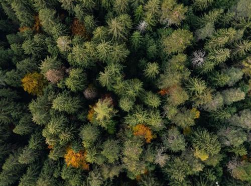 Placàt Eco Camping nel bosco