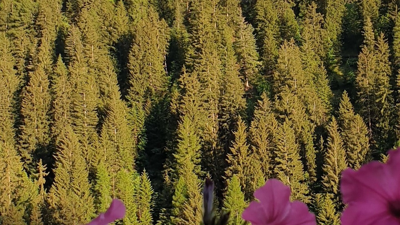 Photo of Outdoor in Ortisei